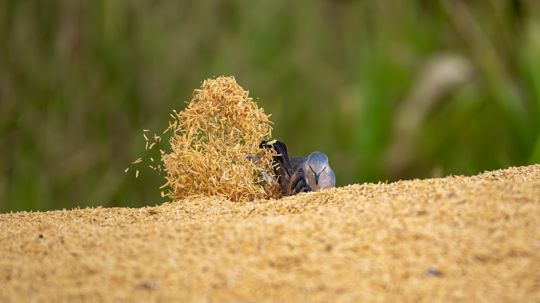 Влияние оксида азота на экосистемы: проблемы и решения